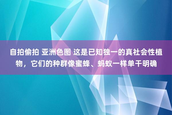 自拍偷拍 亚洲色图 这是已知独一的真社会性植物，它们的种群像蜜蜂、蚂蚁一样单干明确